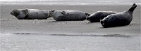 D5 Berck Phoques 18-11-30 051   Photos ACG 2018