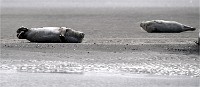 D5 Berck Phoques 18-11-30 068   Photos ACG 2018