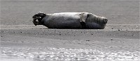 D5 Berck Phoques 18-11-30 069   Photos ACG 2018