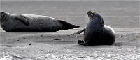 D5 Berck Phoques 18-11-30 076   Photos ACG 2018