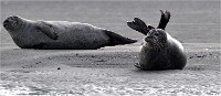D5 Berck Phoques 18-11-30 079   Photos ACG 2018