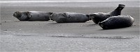 D5 Berck Phoques 18-11-30 089   Photos ACG 2018
