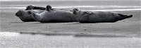 D5 Berck Phoques 18-11-30 093   Photos ACG 2018