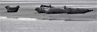 D5 Berck Phoques 18-11-30 094   Photos ACG 2018