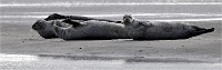 D5 Berck Phoques 18-11-30 095   Photos ACG 2018