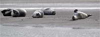 D5 Berck Phoques 18-11-30 097   Photos ACG 2018
