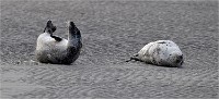 D5 Berck Phoques 18-11-30 146   Photos ACG 2018