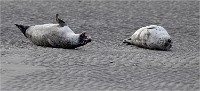D5 Berck Phoques 18-11-30 149   Photos ACG 2018