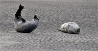 D5 Berck Phoques 18-11-30 190   Photos ACG 2018