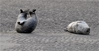 D5 Berck Phoques 18-11-30 194   Photos ACG 2018