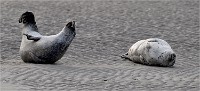 D5 Berck Phoques 18-11-30 198   Photos ACG 2018