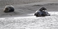 D5 Berck Phoques 18-11-30 280   Photos ACG 2018