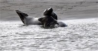 D5 Berck Phoques 18-11-30 453   Photos ACG 2018