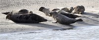 D5 Berck Phoques 18-11-30 479   Photos ACG 2018