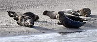 D5 Berck Phoques 18-11-30 487   Photos ACG 2018
