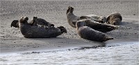 D5 Berck Phoques 18-11-30 496   Photos ACG 2018