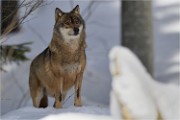 BWald 19-02-06 2086   Photos ACG 2018