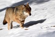 BWald 19-02-06 2147   Photos ACG 2018
