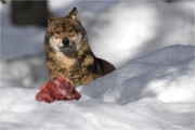 BWald 19-02-06 2286   Photos ACG 2018