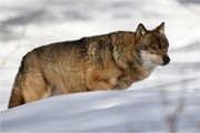 BWald 19-02-06 2327   Photos ACG 2018