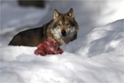 BWald 19-02-06 2387   Photos ACG 2018
