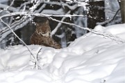 2019-02- 04 09 Bayerischer Wald Lynx