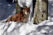 BWald 19-02-04 0351   Photos ACG 2018