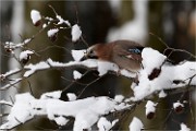 BWald 19-02-04 0550   Photos ACG 2018