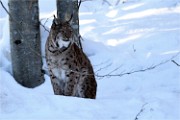 BWald 19-02-04 0773   Photos ACG 2018