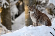 BWald 19-02-04 0819   Photos ACG 2018