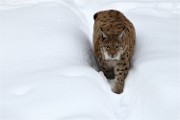 BWald 19-02-04 2995   Photos ACG 2018