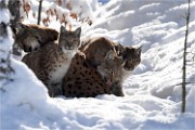 BWald 19-02-05 0956   Photos ACG 2018