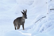 BWald 19-02-05 1011   Photos ACG 2018