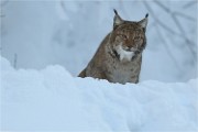 BWald 19-02-05 1068   Photos ACG 2018