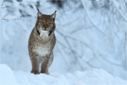 BWald 19-02-05 1073   Photos ACG 2018