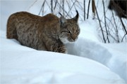 BWald 19-02-05 1307   Photos ACG 2018
