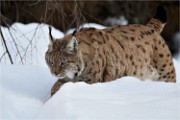 BWald 19-02-05 1384   Photos ACG 2018