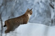 BWald 19-02-05 1397   Photos ACG 2018