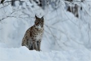 BWald 19-02-05 1491   Photos ACG 2018