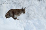 BWald 19-02-05 1556   Photos ACG 2018