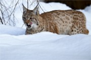 BWald 19-02-05 1609   Photos ACG 2018