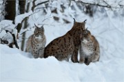 BWald 19-02-05 1707   Photos ACG 2018