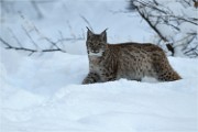 BWald 19-02-05 1733   Photos ACG 2018