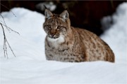 BWald 19-02-05 1845   Photos ACG 2018