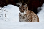 BWald 19-02-05 1846   Photos ACG 2018