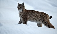 BWald 19-02-05 1875   Photos ACG 2018