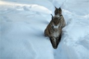 BWald 19-02-05 3298   Photos ACG 2018