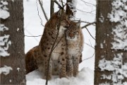 BWald 19-02-07 3405   Photos ACG 2018
