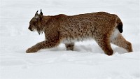 BWald 19-02-07 3552   Photos ACG 2018