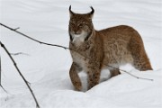 BWald 19-02-07 3580   Photos ACG 2018
